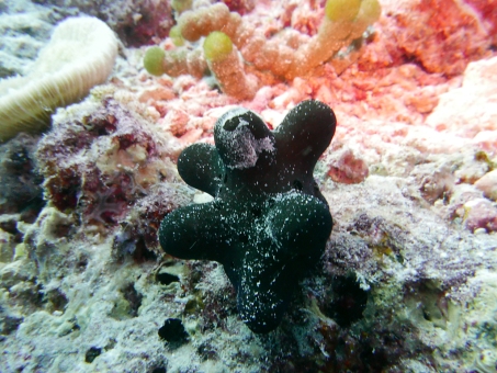 Maldives Sponge Snail by Rikke