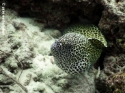 A glorious honey comb moray checking us out