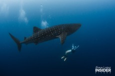 WHALE SHARK Maldives 2017-08 Simon Lorenz-3251